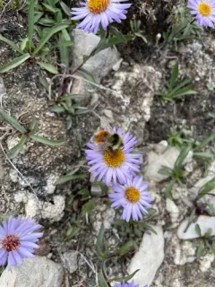 Johansen's Bumble Bee thumbnail 2