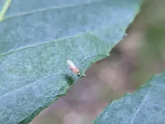 Gymnopternus flavus thumbnail 3