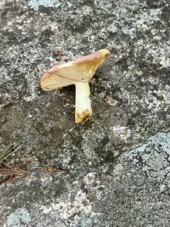 Russula abietina thumbnail 2