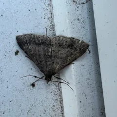 Sober Renia Moth thumbnail 4