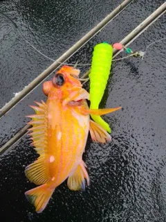 Rosethorn Rockfish thumbnail 3