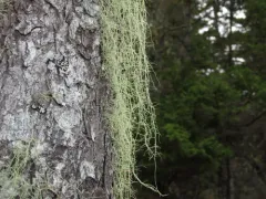 Usnea merrillii thumbnail 1