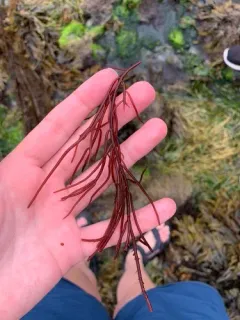 red sea spaghetti thumbnail 3