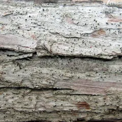 Acrocordia cavata thumbnail 3