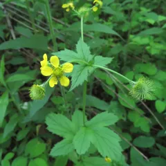 Yellow Avens thumbnail 4