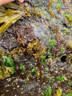 Nemalion vermiculare thumbnail 4
