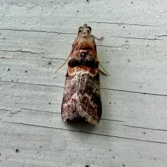 Hickory Leafstem Borer Moth thumbnail 2