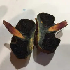 Gastroboletus turbinatus thumbnail 4
