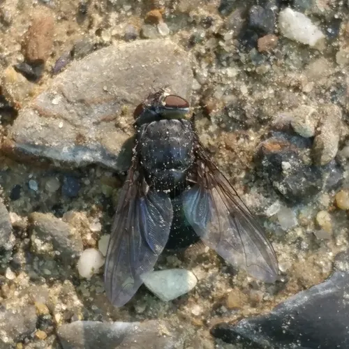 Orange-bearded Bluebottle Fly