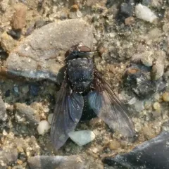 Orange-bearded Bluebottle Fly thumbnail 1