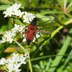 Dimorphic Flower Longhorn Beetle thumbnail 4