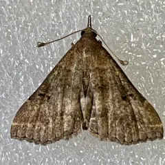 Sociable Renia Moth thumbnail 4