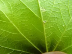 Aceria spicati thumbnail 1