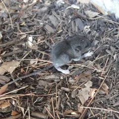 White-footed Mouse thumbnail 2