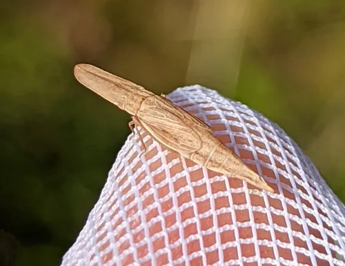 Attenuipyga platyrhyncha