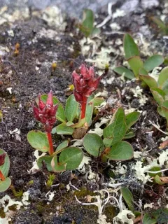Polar Willow thumbnail 3