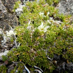 Long-pod Stitchwort thumbnail 3