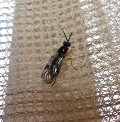 Rachicerus nitidus thumbnail 2