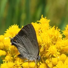 Sylvan Hairstreak thumbnail 4