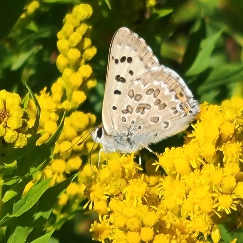 Edith's Copper