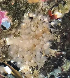 Phoronis ijimai thumbnail 3