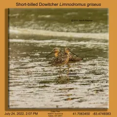 Short-billed Dowitcher thumbnail 4