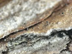 Chaenothecopsis marcineae thumbnail 4
