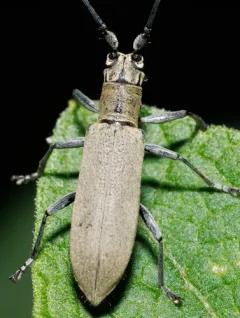 Ashen Longhorned Beetle thumbnail 2