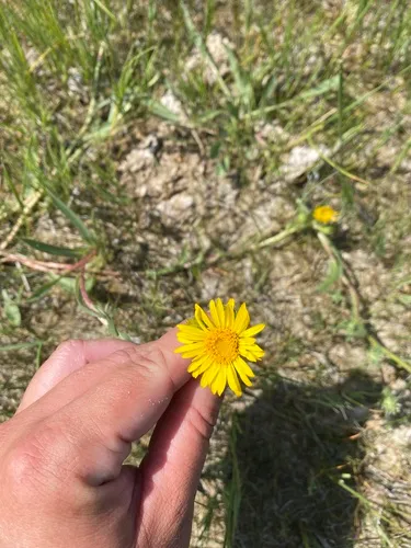 lance-leaved goldenweed