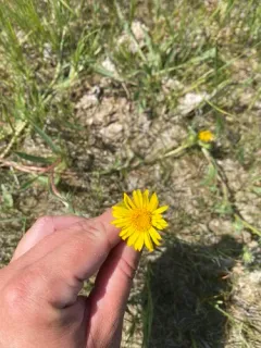 lance-leaved goldenweed thumbnail 1
