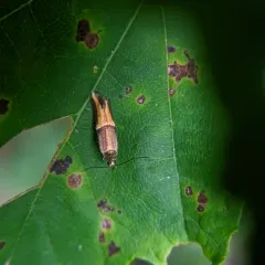 Orange-crescent Moth thumbnail 2