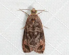 Olethreutes viburnanum thumbnail 3
