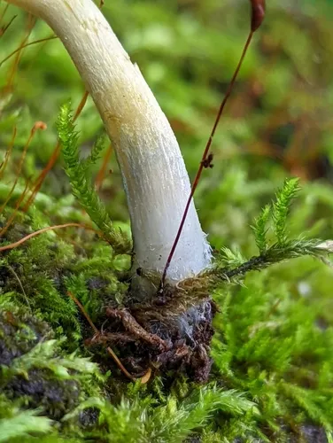 Bolbitius callistus