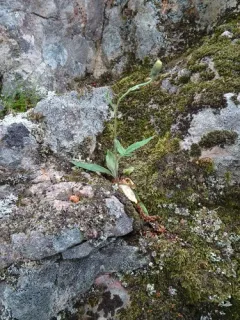 Robinson's Hawkweed thumbnail 4