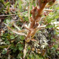 Langsdorff's lousewort thumbnail 3