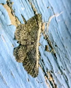 Pale-edged Snout Moth thumbnail 2