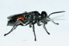 Tachysphex pompiliformis thumbnail 1
