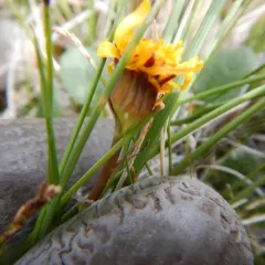 Dwarf Arctic Groundsel thumbnail 3