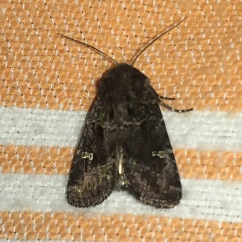 Bristly Cutworm Moth