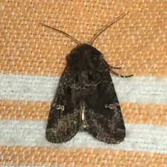 Bristly Cutworm Moth thumbnail 1