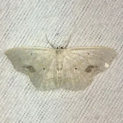 Large Lace-border Moth thumbnail 1