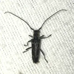 Elm Borer thumbnail 2
