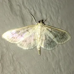 Serpentine Webworm Moth thumbnail 1