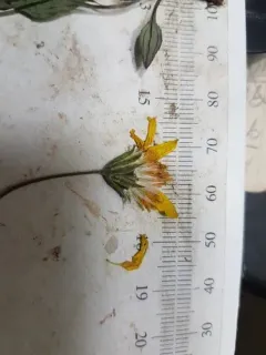 Northern Arnica thumbnail 1