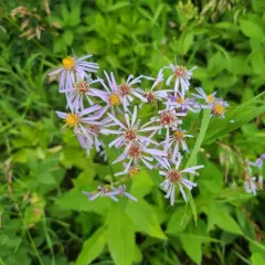 Showy Aster thumbnail 4