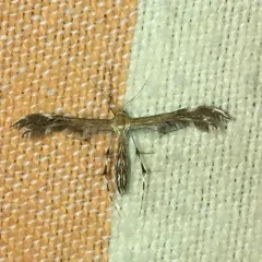 Lobed Plume Moth thumbnail 2