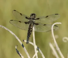 Hoary Skimmer thumbnail 2