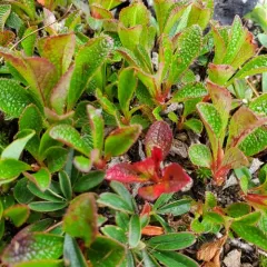 alpine bearberry thumbnail 2