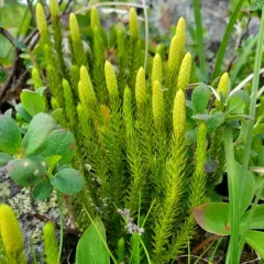 Northern Clubmoss thumbnail 3