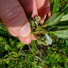 Labrador willow thumbnail 2
